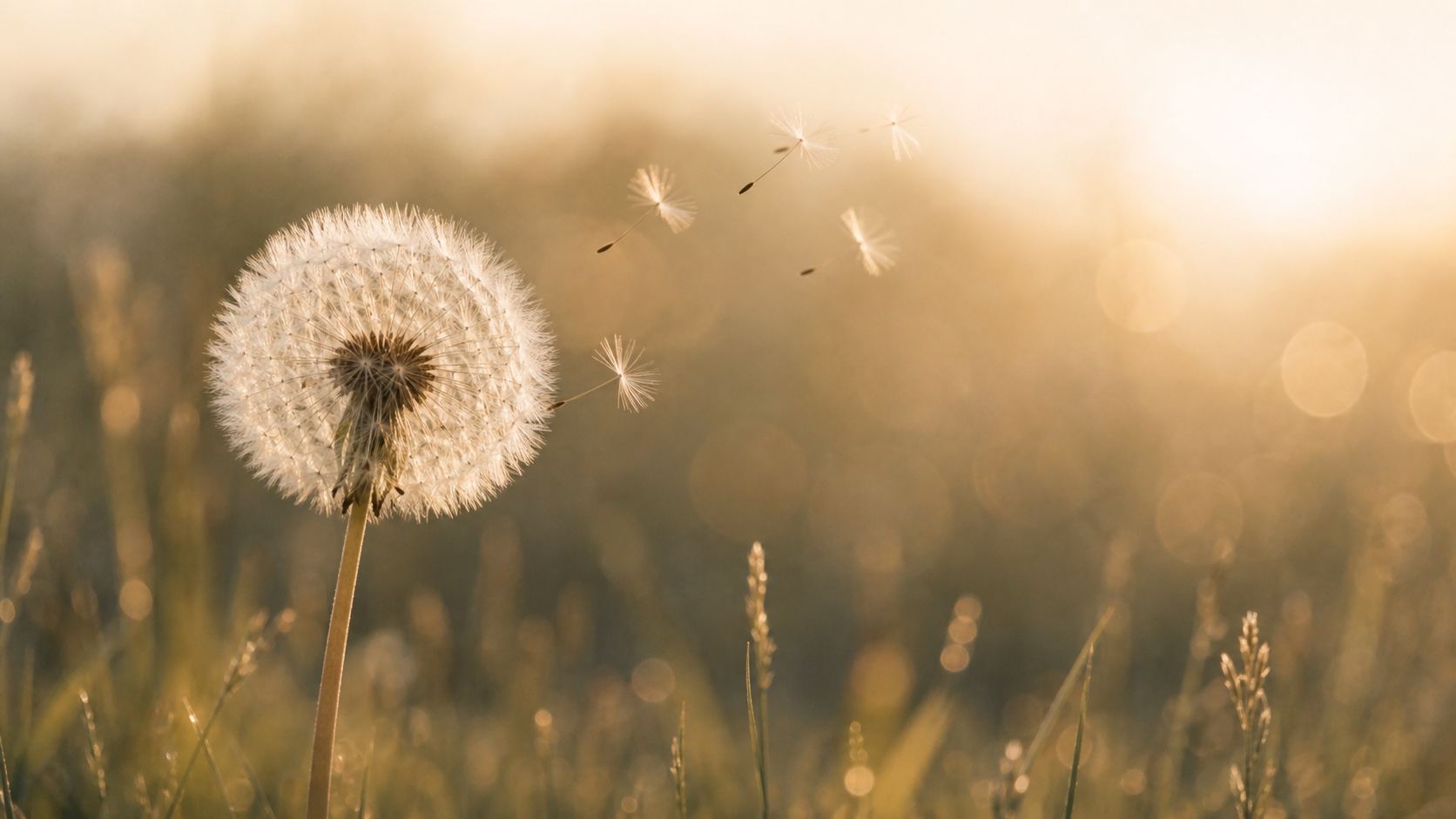 Een paardenbloem waarvan enkele zaadjes zacht door het ochtendlicht zweven